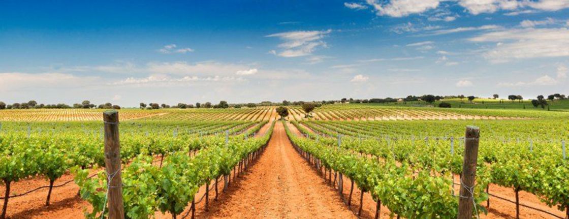 中古世纪的荒蛮之地一跃成为了当今西班牙著名的葡萄酒产区