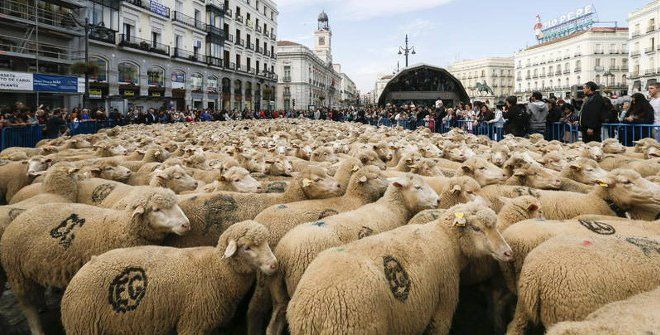 关于西班牙“亿”羊迁徙的最全冷知识，人和羊集体轰趴是真的！
